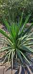 Juka jucca gloriosa