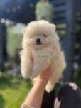 Pomeranian chlopak bialo kremowy typ misia