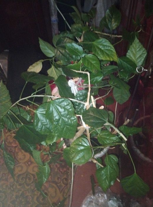 Глоксиния , фикус , колеус , каланхое и комнатные цветы