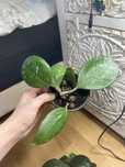 Zestaw Hoja obowata splash Rigida  i Verticillata Spearmint