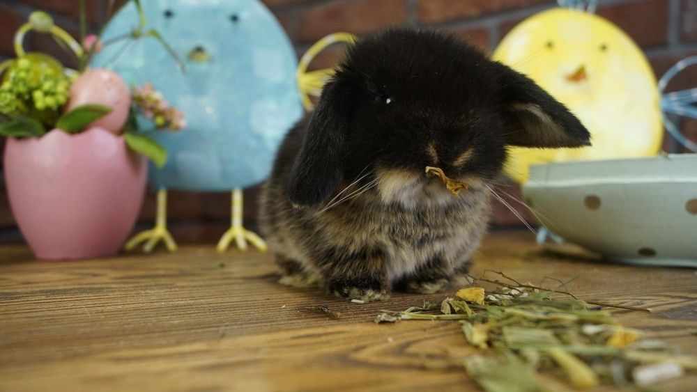 Mini lop mały baranek karzełek zarejestrowana hodowla Poznań Teddy