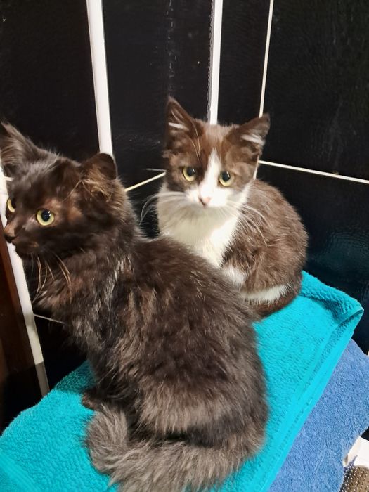 Кошенята в добрі руки