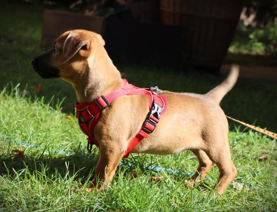 Wenus nadal szuka domku