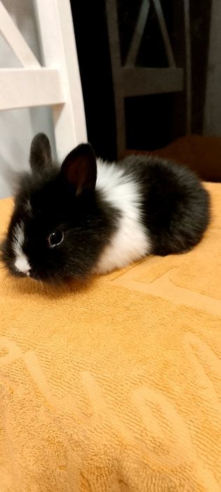 Króliczki miniaturki