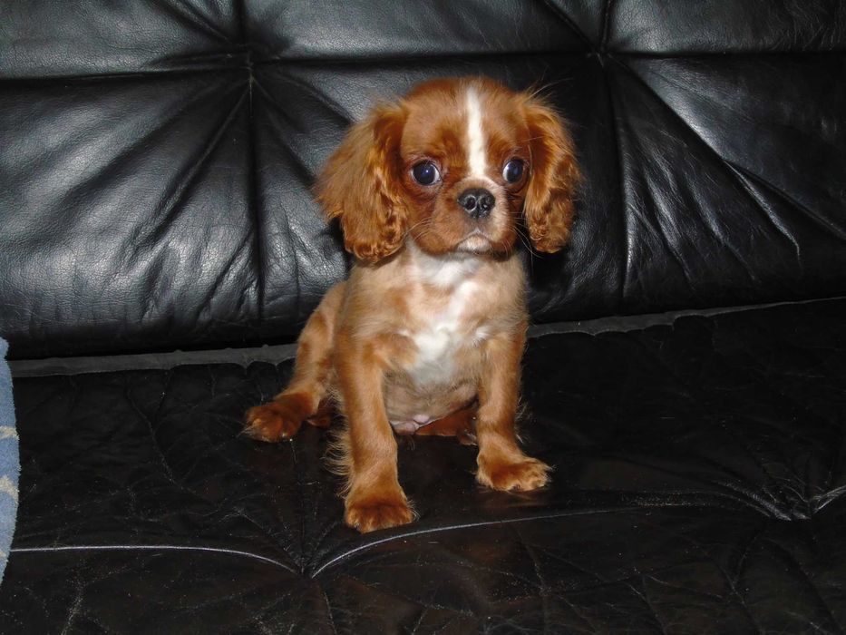Cavalier king charles spaniel chłopiec