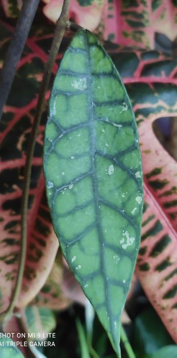 Hoya hoja calistophylla Black long leaves