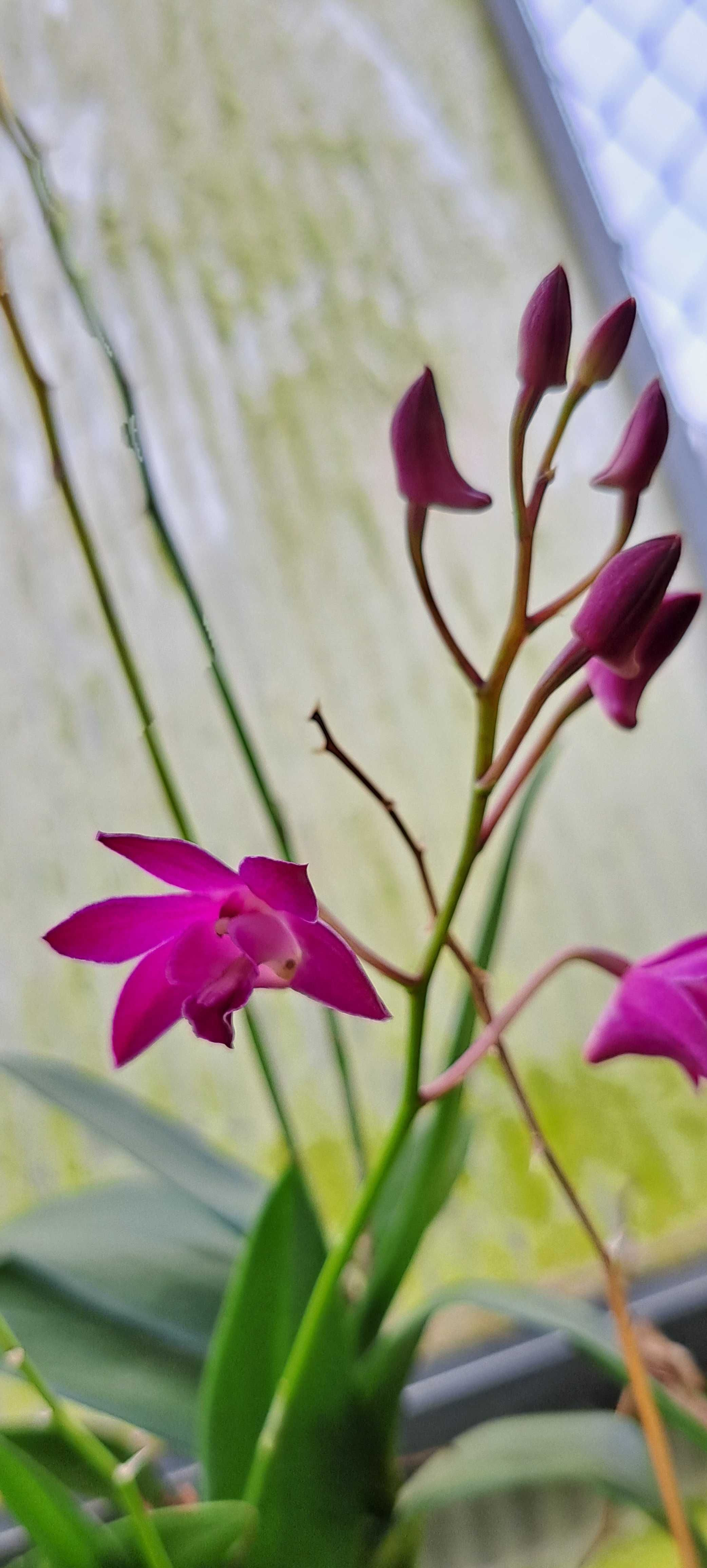 Montagem de Dendrobium  Berry Oda