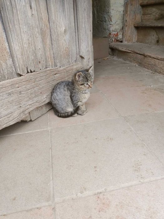 Koty gospodarskie do oddania