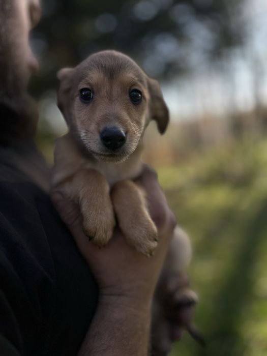 Do adopcji szczenietą po mamie Szkocki Collie