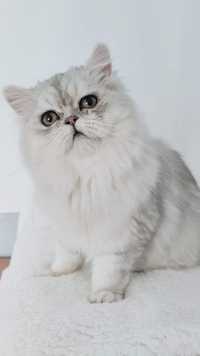 Персидський сріблястий кіт