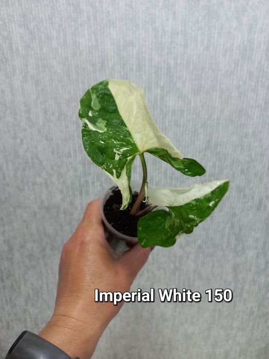 Сингоніум, Эхінокактус,  пеперомія.