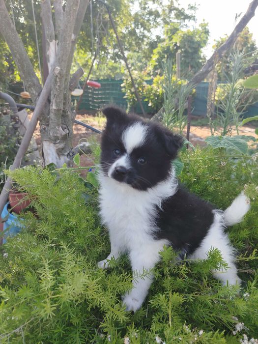 Cachorro macho Sptiz