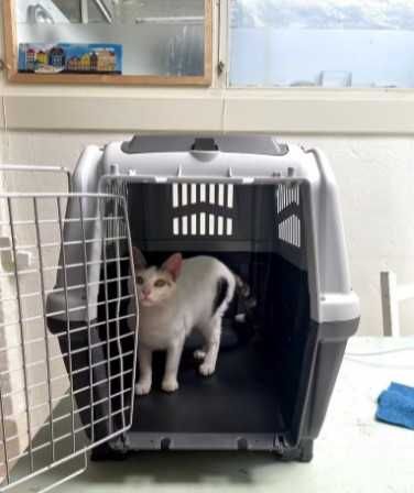 Транспортировочный бокс переноска клетка для собак кошек №1,2,3,4,5,67