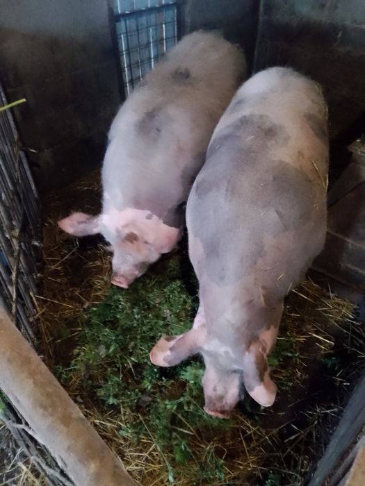 Продаються кабанчики м'ясної породи