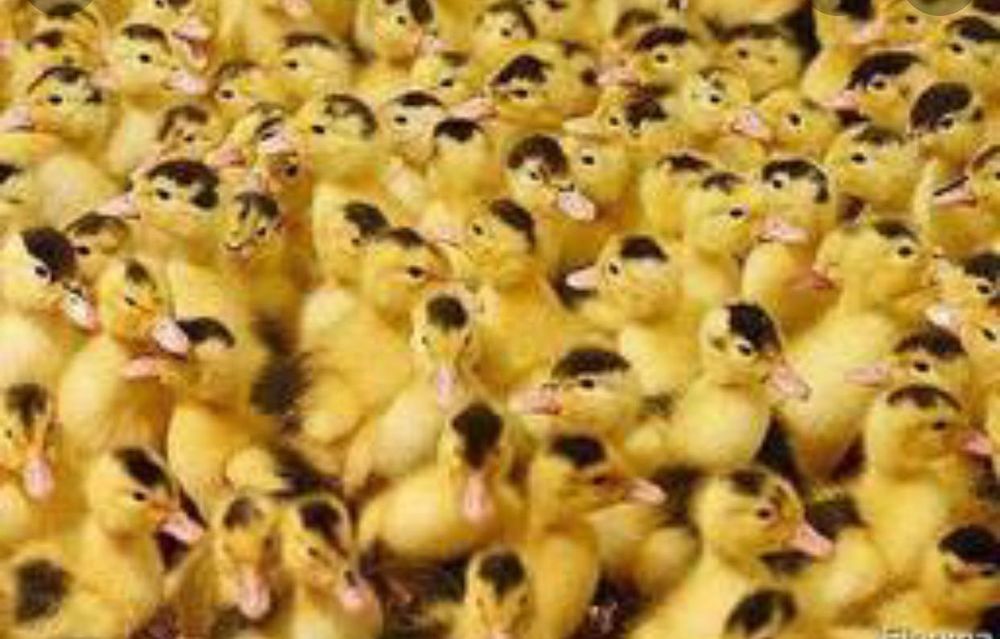 Муларди, каченята Стар-53, Голубий Фаворит