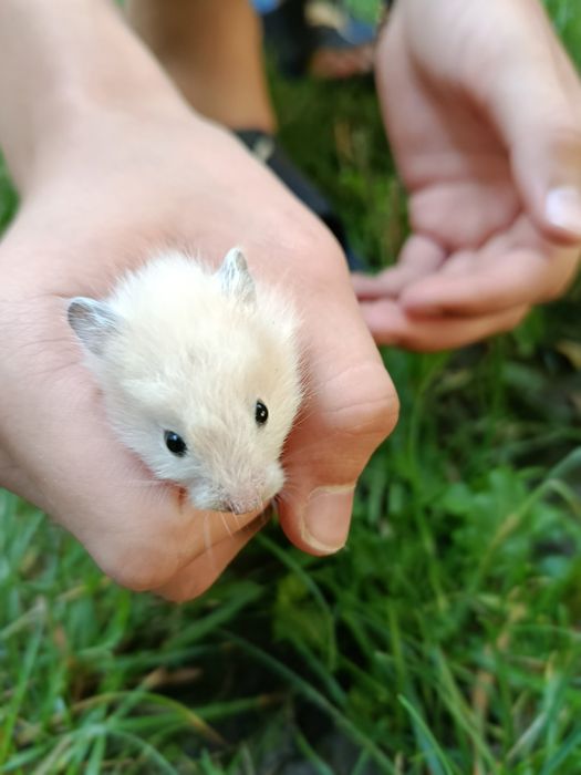 Хом'як королівський ангорський довгошерстий