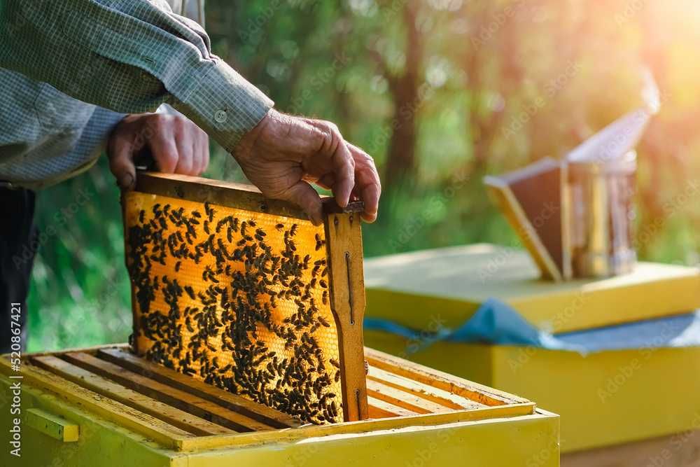 Wosk PSZCZELI do świeczek czy węzy naturalny BADANIA POLSKI 6,75 kg