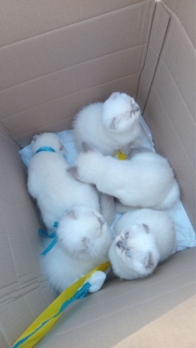 Продаються шотландські кошенята