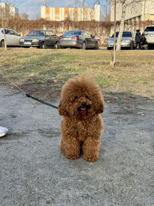 Кобель пуделя ждет невест