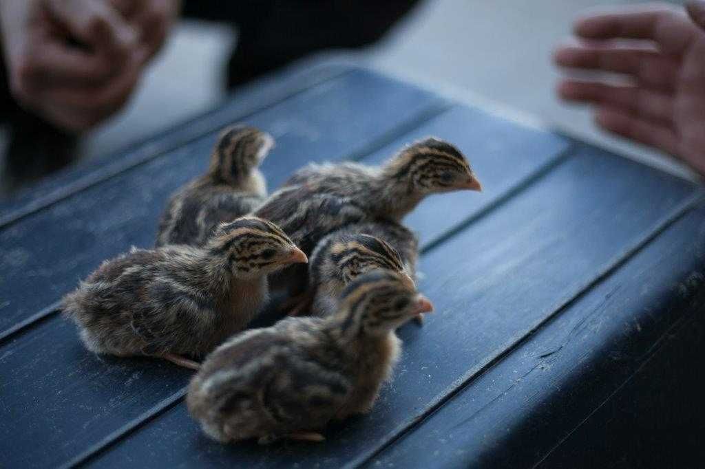 Pisklęta brojler perliczka, brojler brązowy zagrodowy