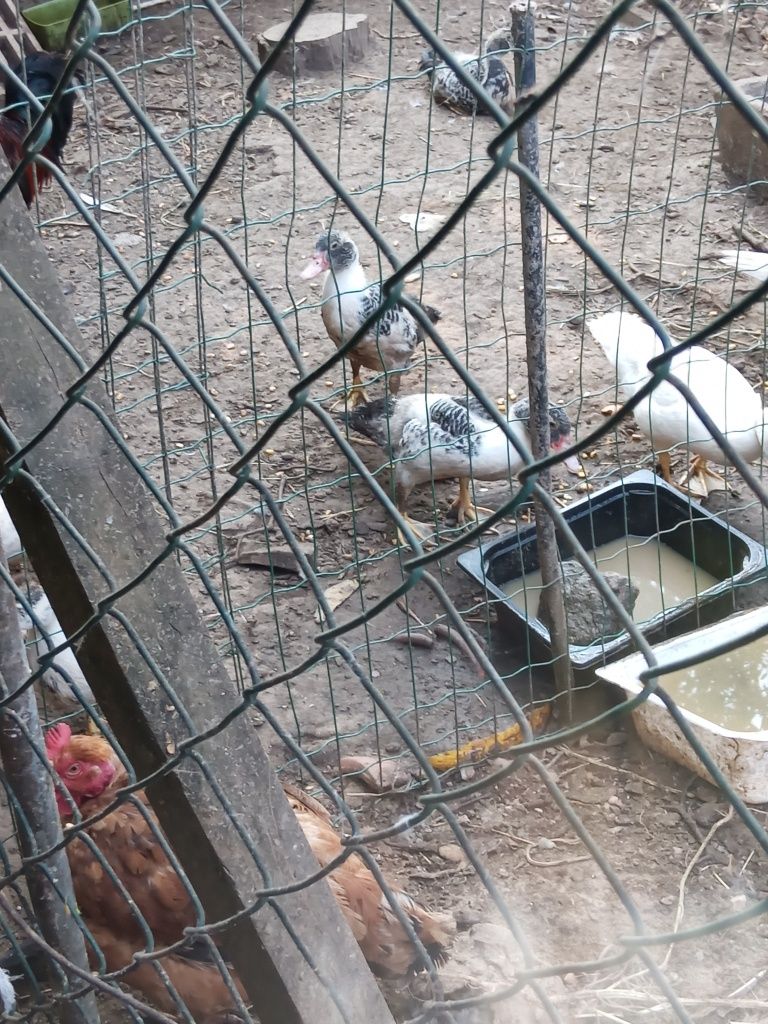 Vende se patos domésticos