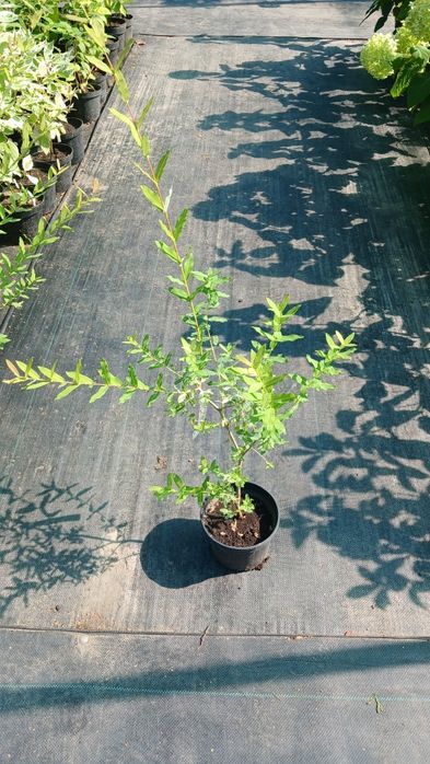 Верба Матсудана, Хакуро-Нішікі, Секка,  японська