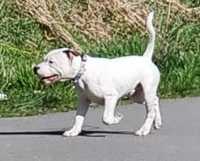 Staffordshire Bull Terrier