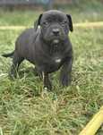 Sunia Pitbull Terrier