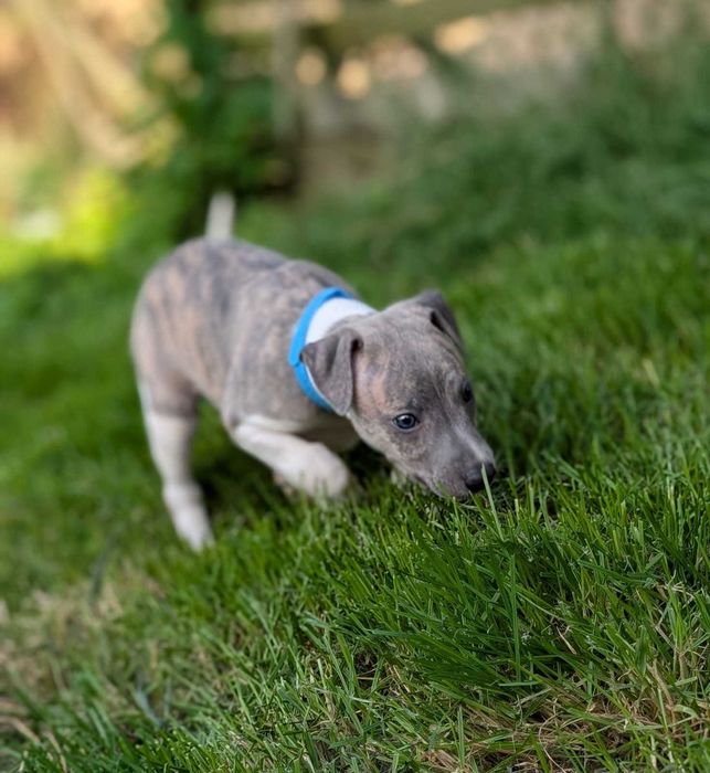 Whippet FCI, piesek MAGIC