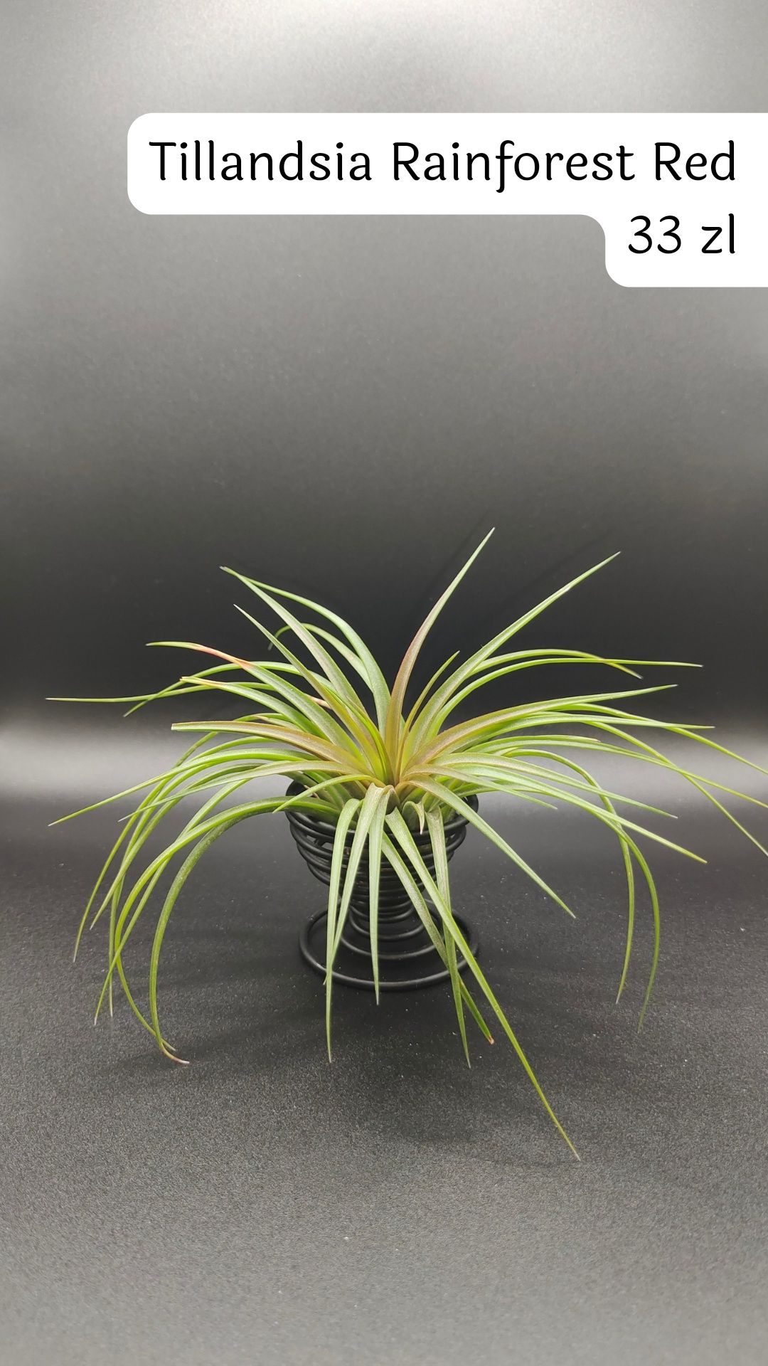 Tillandsia rainforest red, oplątwa