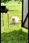 Maleńki przepuchaty miś
 pomeranian
