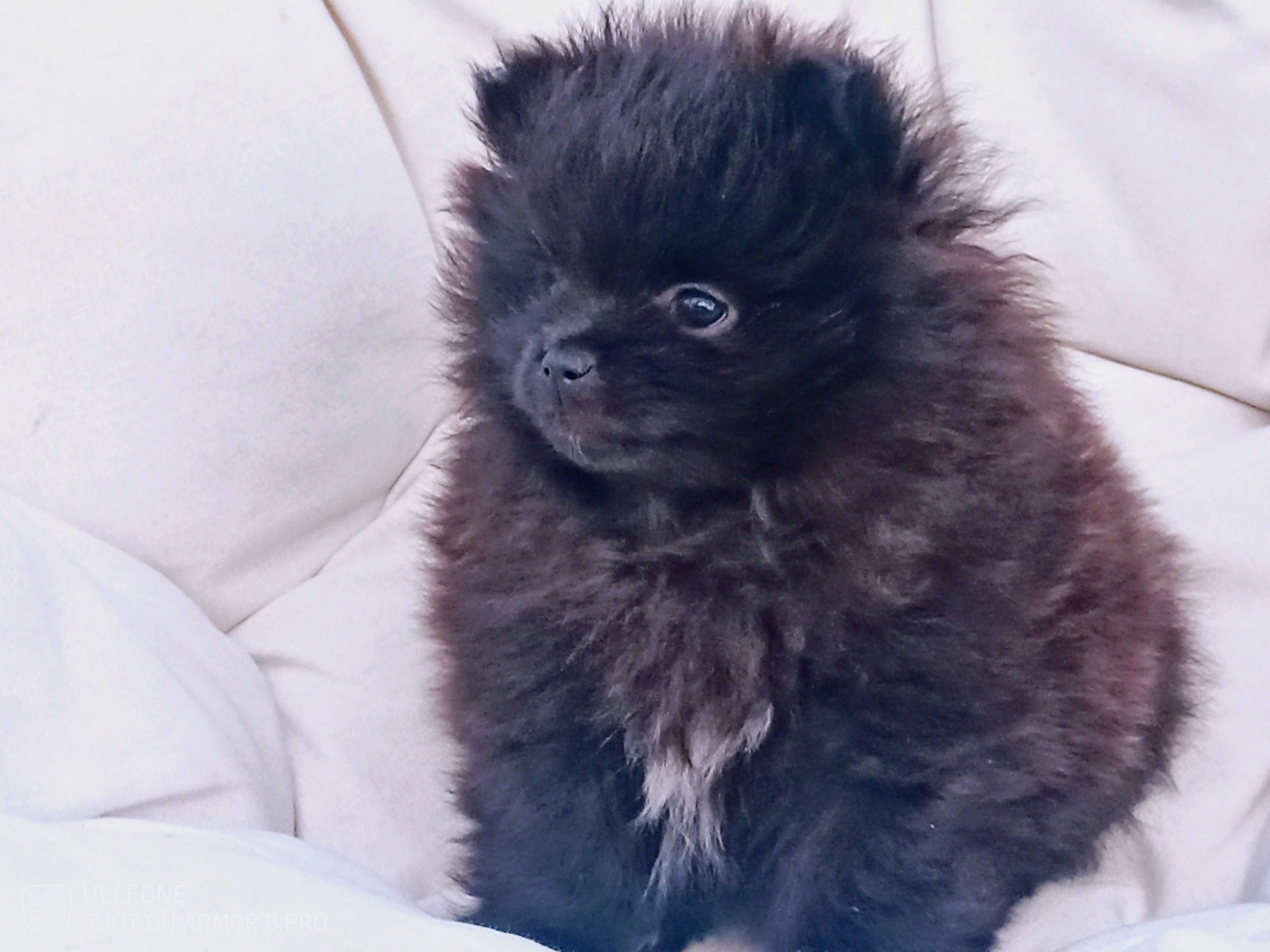 Suczka Szpic Miniaturowy Pomeranian Boo szczeniak ,,Żywa zabawka, pies