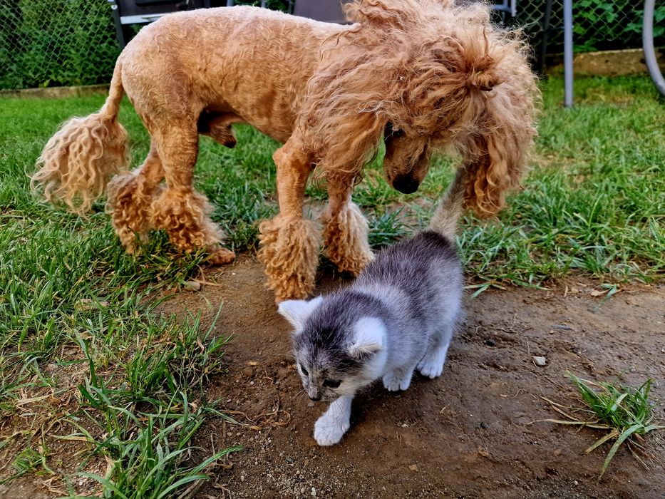 pudel FCI Pudel toy/ miniatura RED Dorosły samiec z uprawnieniami
