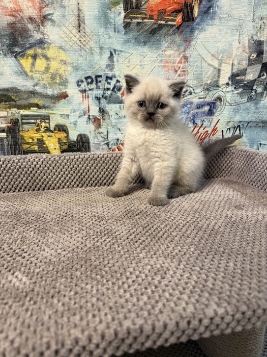 Котята шотландской породы