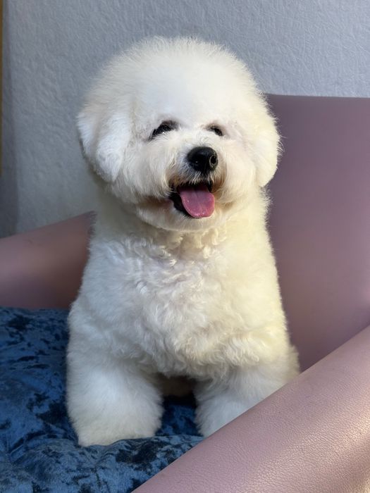 Цуценя Бішон Фрізе