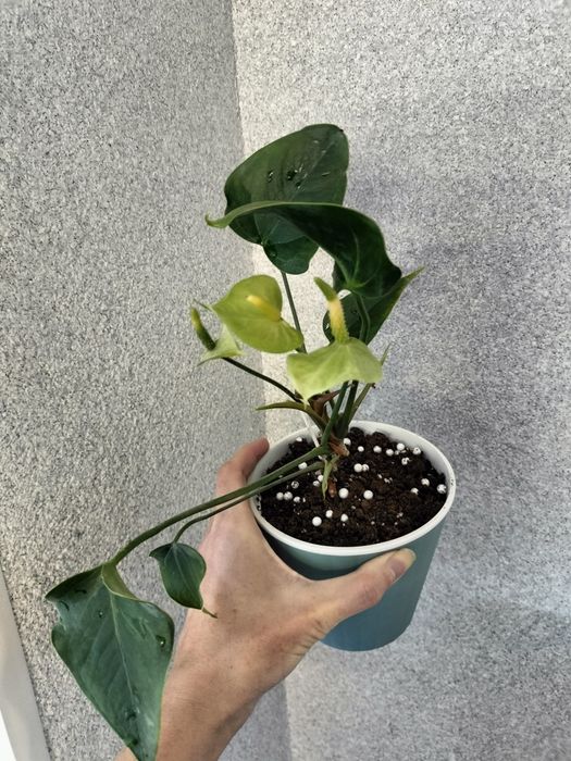 Шлюмбергера укорененные