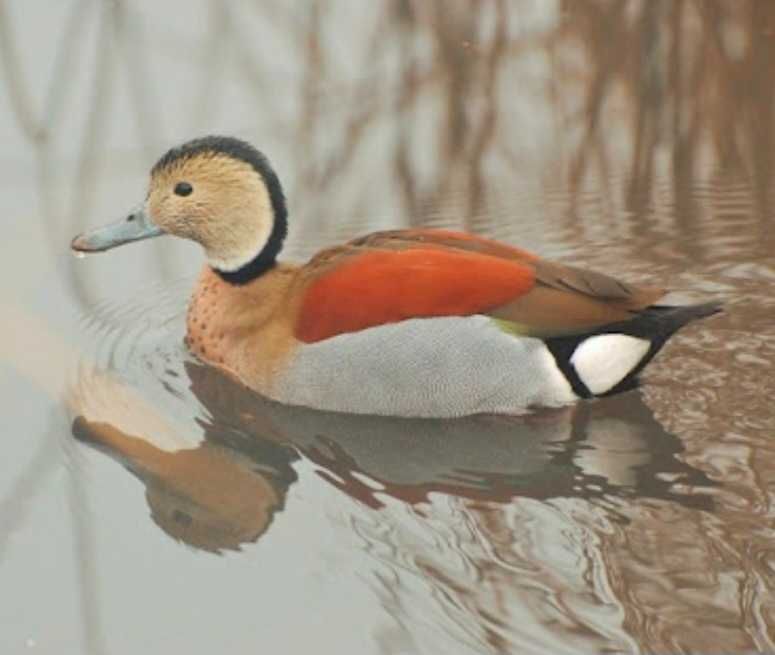 Gansos perus galinhas fracas cisnes