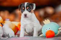 Paron Russell Terrier - suczka FCI -gotowa do odbioru