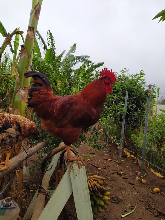 Galo do campo, natural