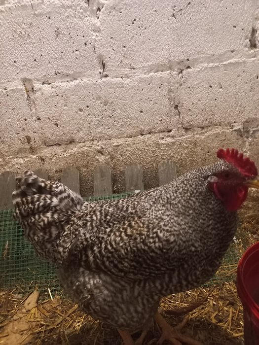 Kogut tegoroczny z maja