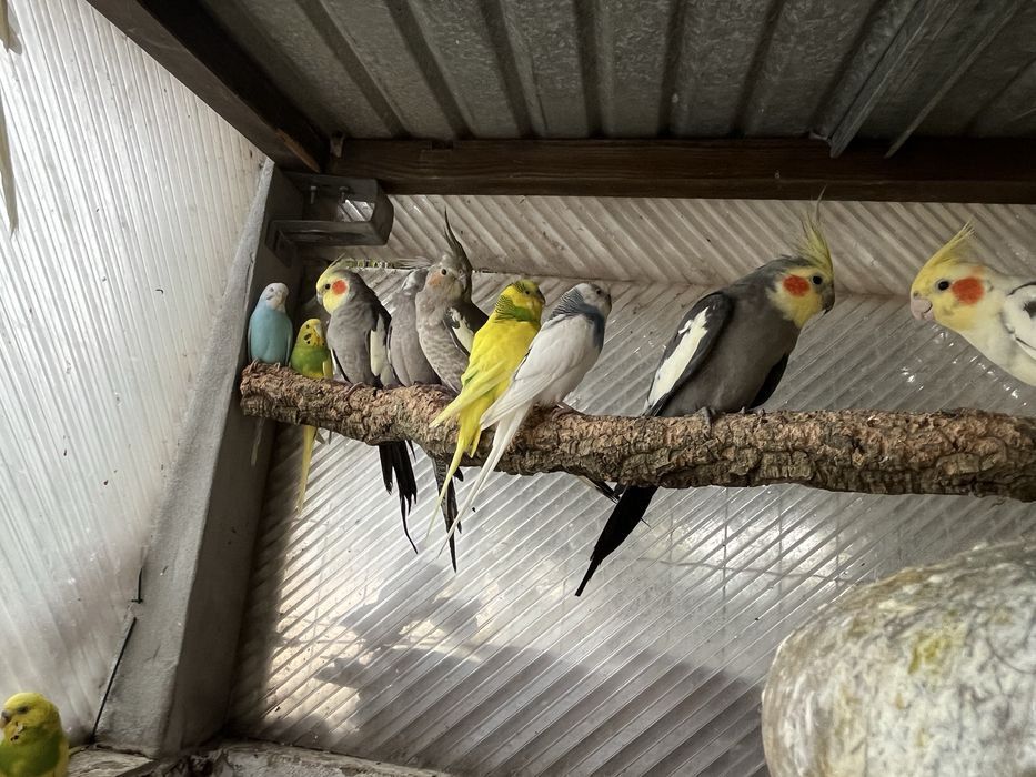 Varios piriquitos para venda