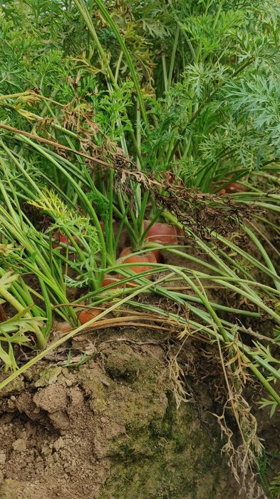Warzywa dla zwierzat marchew buraczek pietruszka