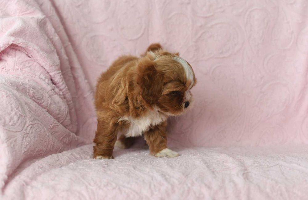 Maltipoo-uroczy chlopiec
