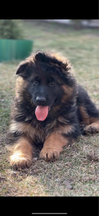 Продам цуценят німецької вівчарки