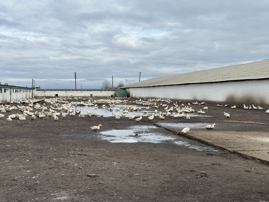 Качки Орвія живою вагою