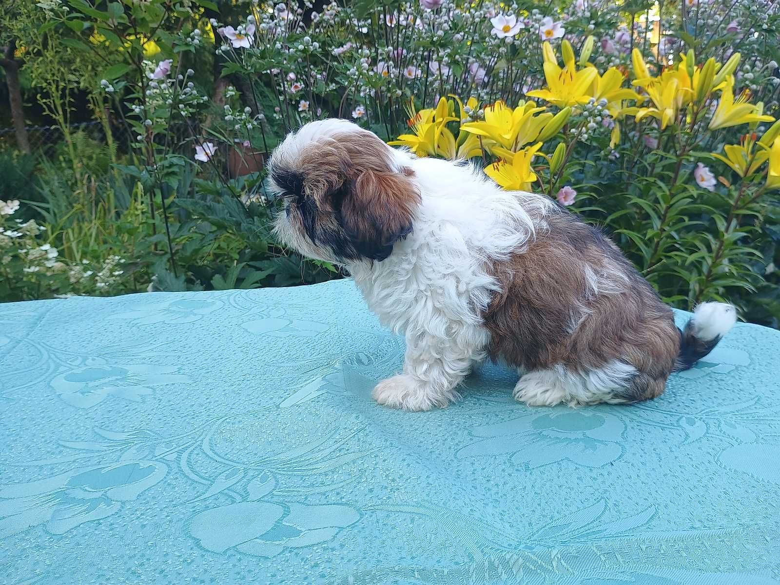 Suczka Szczeniak Shih TZU - Tricolore.