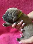 IXY Puma Nero FCI Cane Corso szczenie