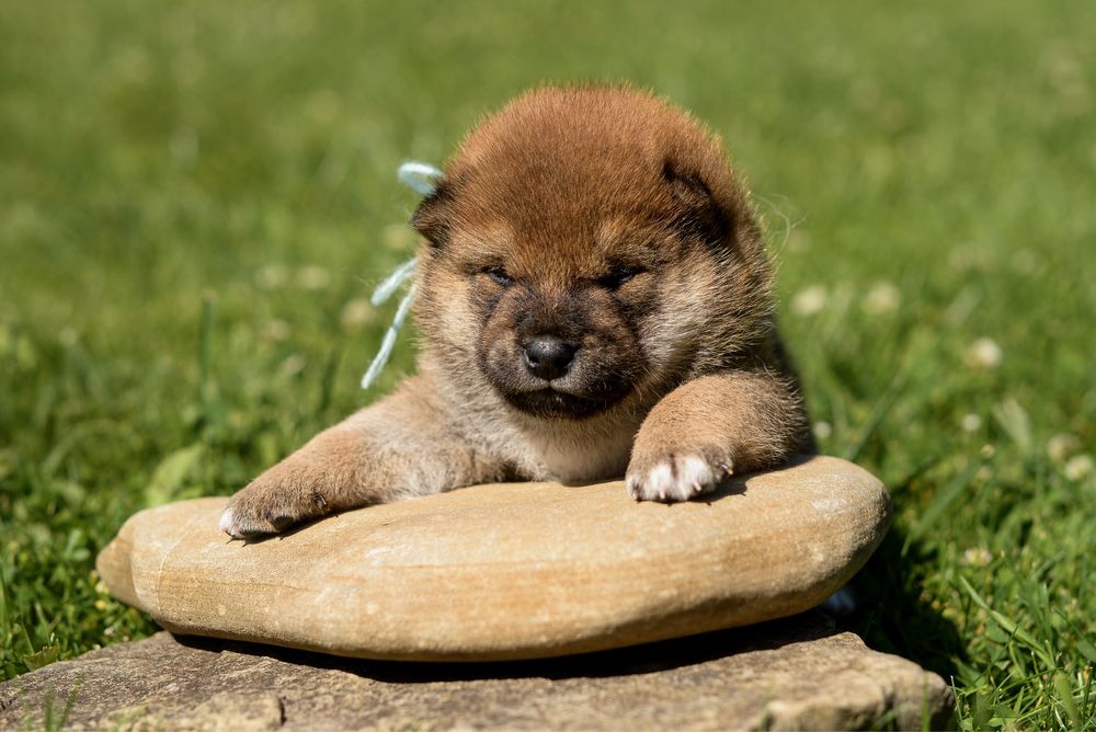 Породисті Цуценята Shiba Inu, Шиба Іну. Від офіційного розплідника !