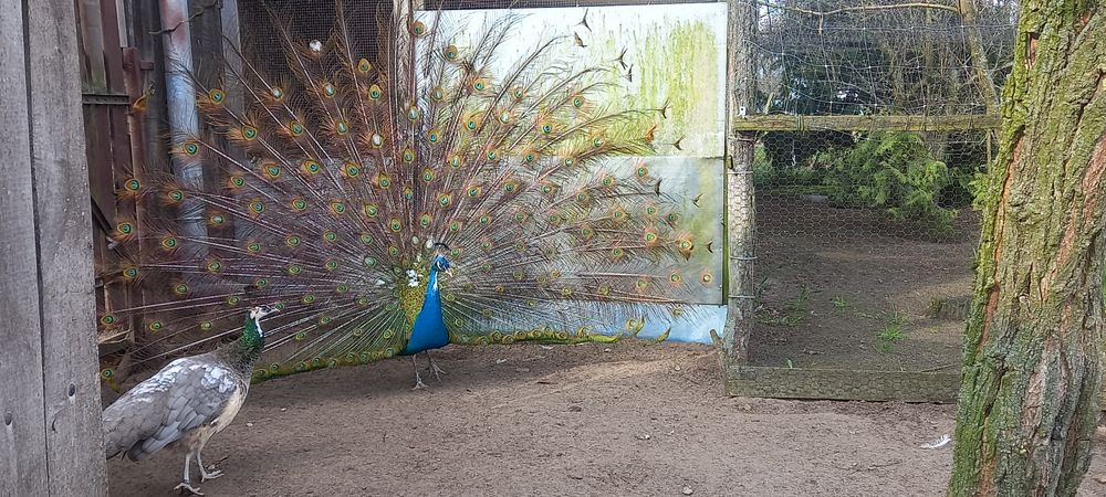 Paw pawie niebieskie bialookie dorosle 1+3