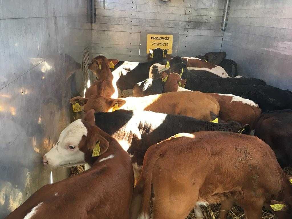 Byczki, cielęta mięsne - transport gratis.